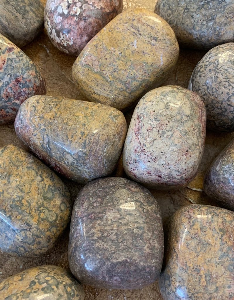 Leopardskin Jasper Palm Stone - Jumbo