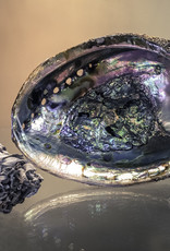 Abalone Shell - 5-6 inches
