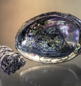 Abalone Shell - 5-6 inches