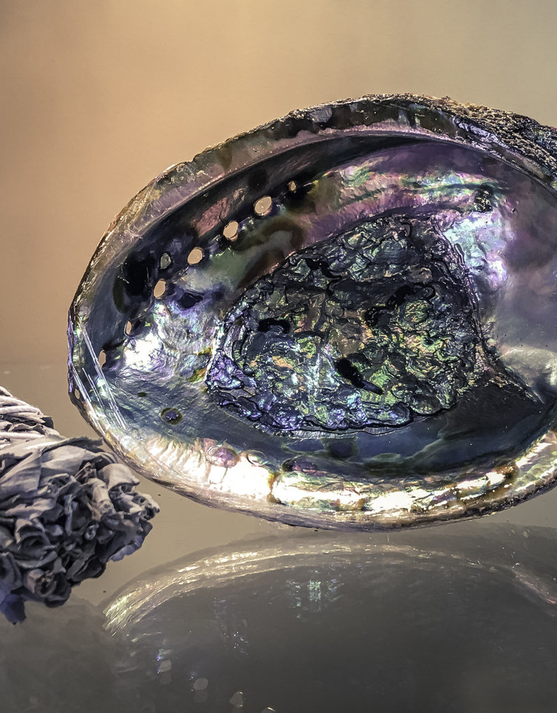 Abalone Shell - 5-6 inches
