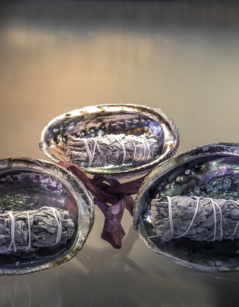 Abalone Shell - 5-6 inches
