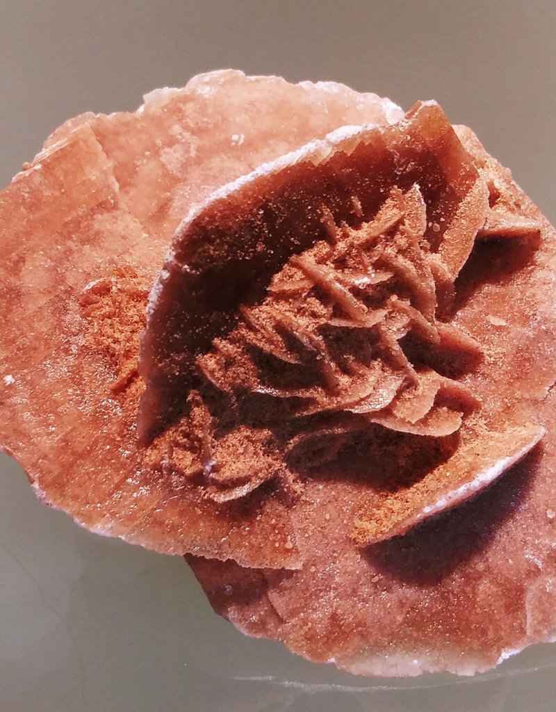 Desert Rose - Brown - 30319003