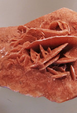 Desert Rose - Brown - 30319003