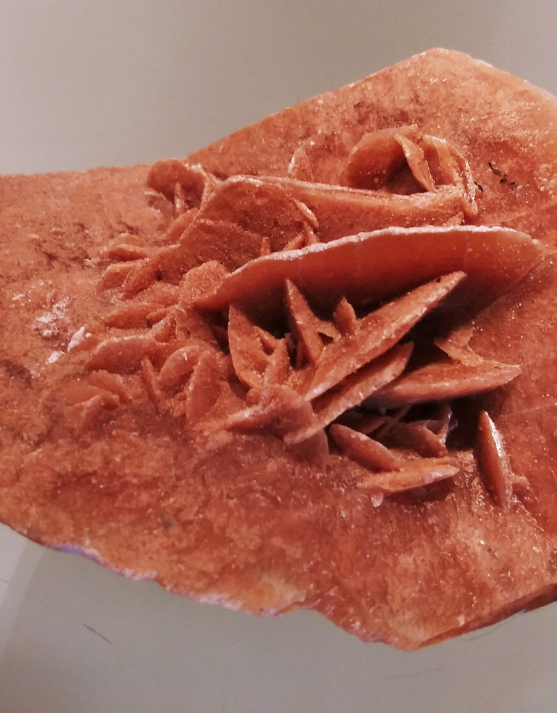 Desert Rose - Brown - 30319003