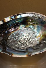 Abalone Shell - 7 - 8 inches