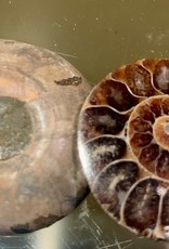Ammonite Brown Pair Specimen- Madagascar