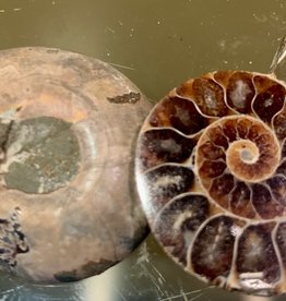 Ammonite Brown Pair Specimen