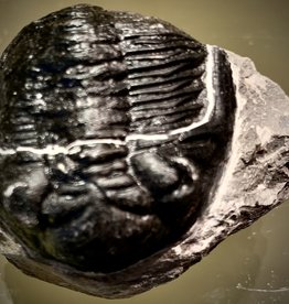 Trilobite Specimen