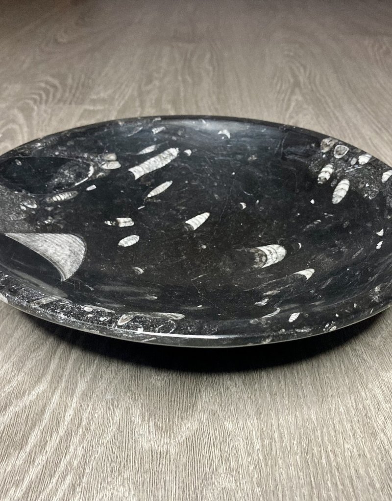 Orthoceras Black Bowl - 9774