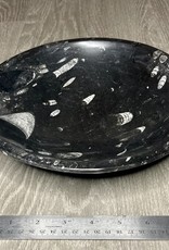 Orthoceras Black Bowl - 9774