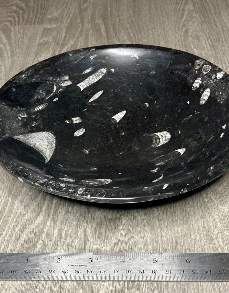 Orthoceras Black Bowl - 9774