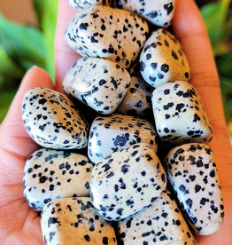 Dalmatian Jasper - TUMDJAM