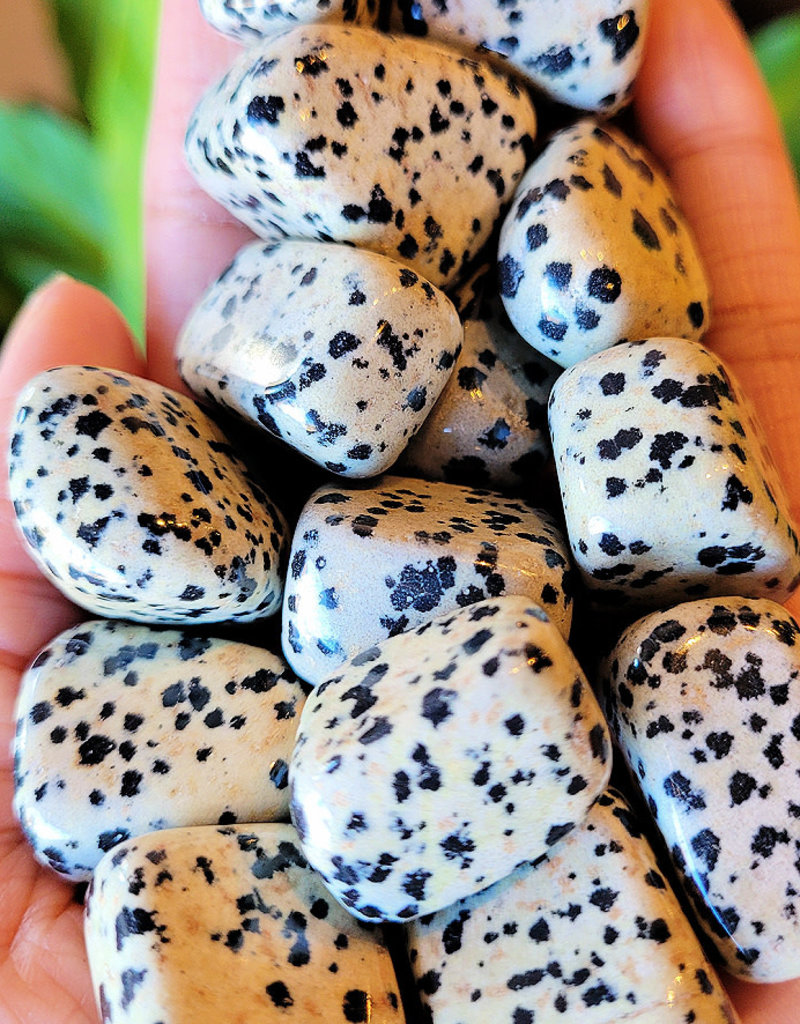 Dalmatian Jasper - TUMDJAM