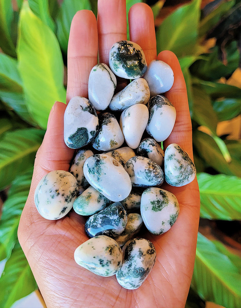 Tree Agate Tumble