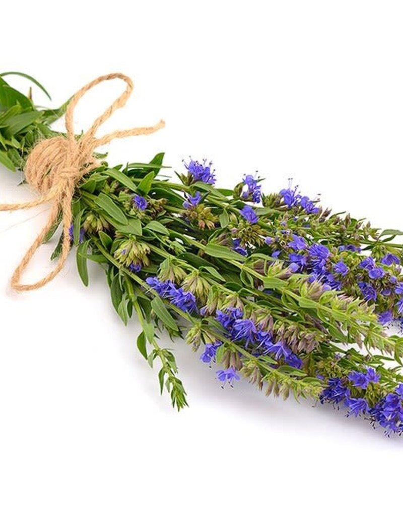 Hyssop Oil