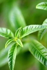 Verbena Oil