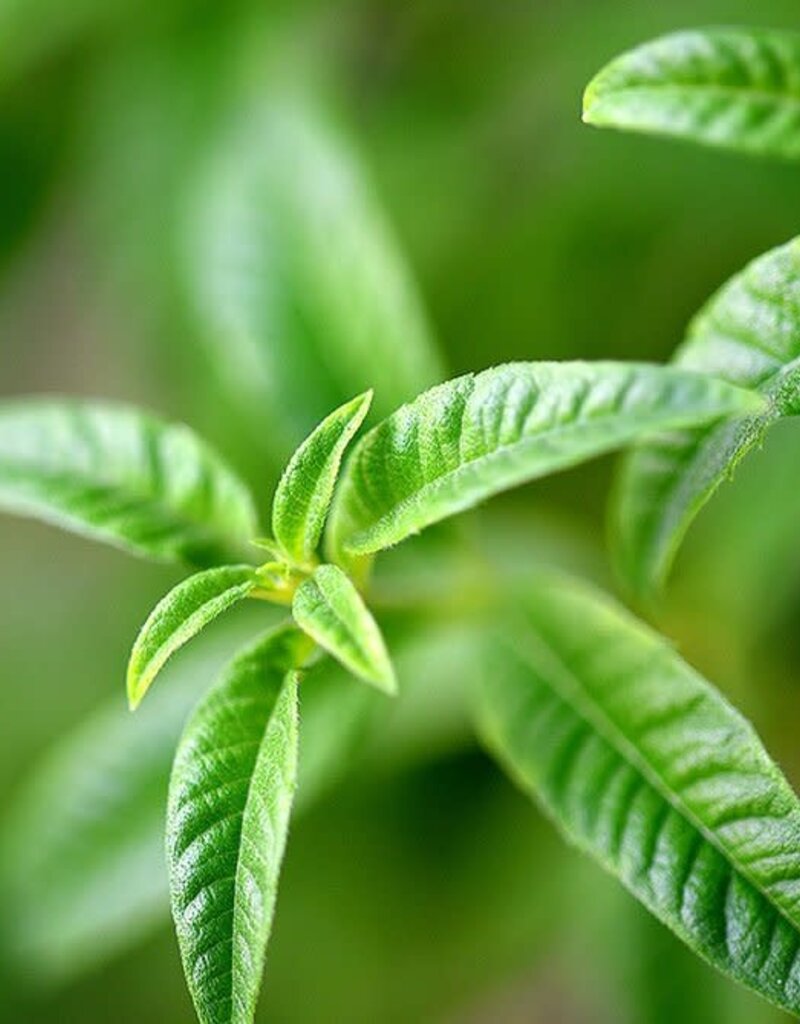 Verbena Oil