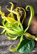 Ylang-Ylang Oil