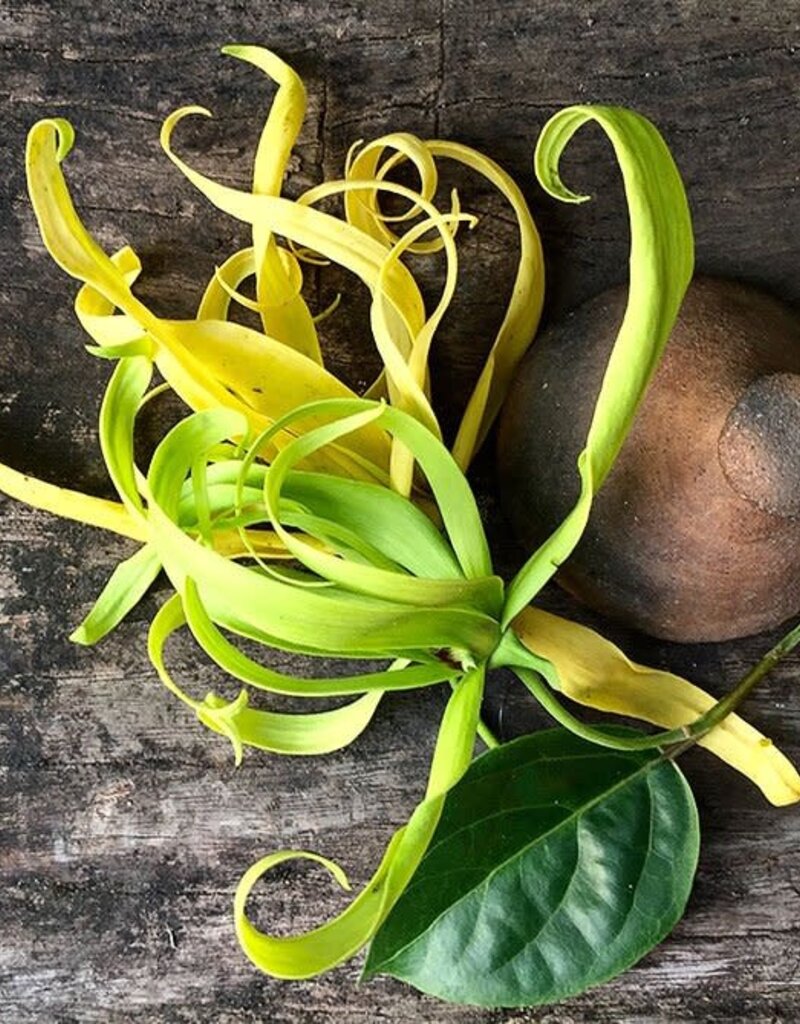 Ylang-Ylang Oil .5 oz. - YLY