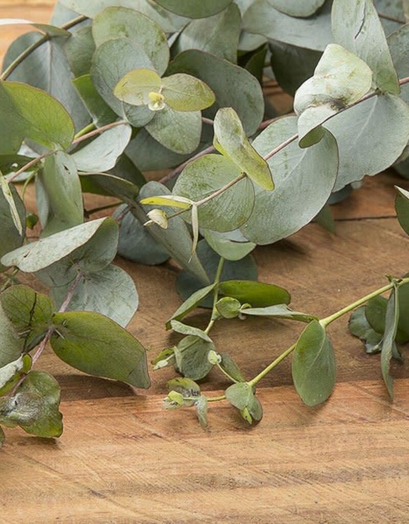Eucalyptus Essential Oil