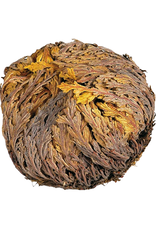 Rose of Jericho Flower Whole - Kairos - KH-ROSJ (B-JER)
