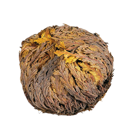 Rose of Jericho Flower Whole - Kairos