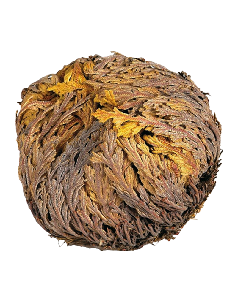 Rose of Jericho Flower Whole - Kairos - KH-ROSJ (B-JER)