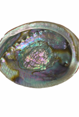 Abalone Shell Pure Blue - 5-6 inches - ABS21