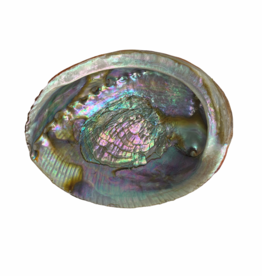 Abalone Shell Pure Blue - 5-6 inches
