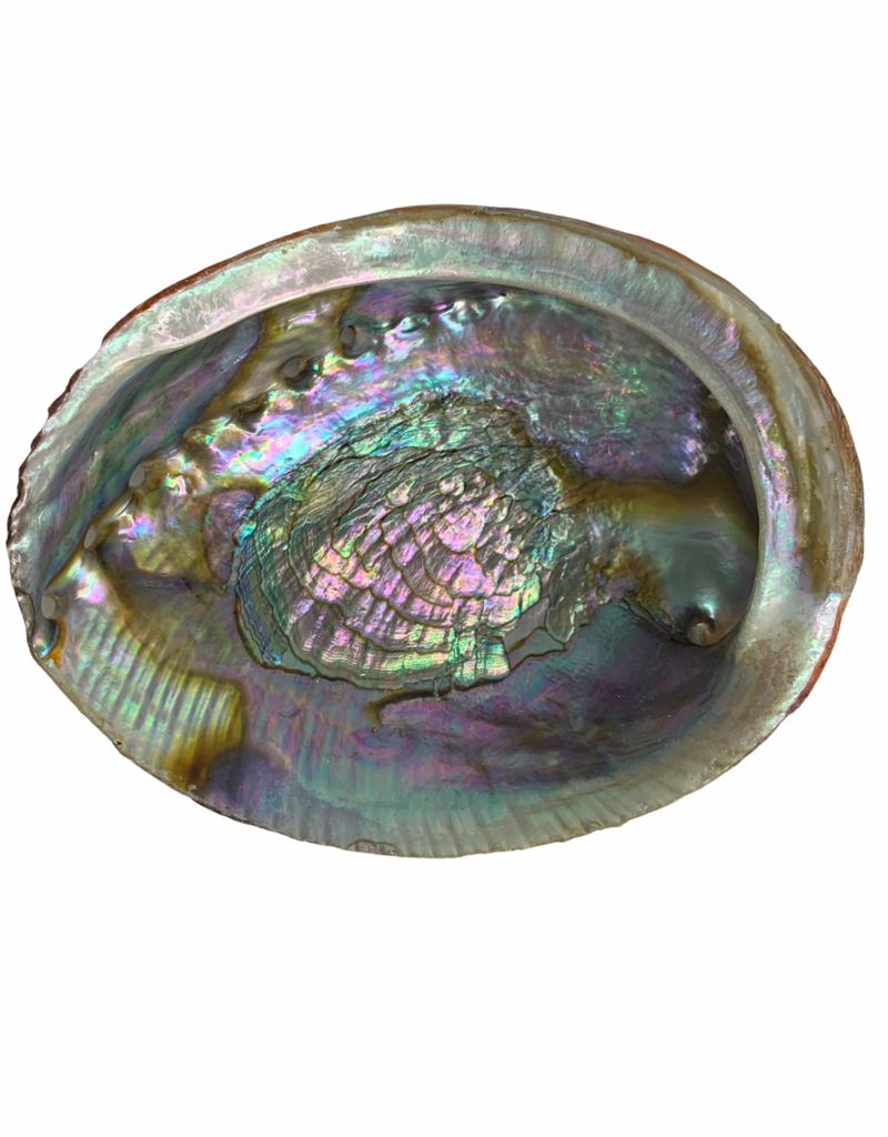 Abalone Shell Pure Blue - 5-6 inches - ABS21