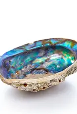 Abalone Shell Pure Blue - 5-6 inches - ABS21