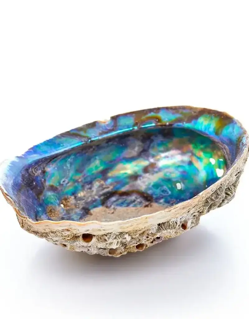 Abalone Shell Pure Blue - 5-6 inches - ABS21