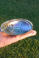 Abalone Shell Pure Blue - 5-6 inches - ABS21