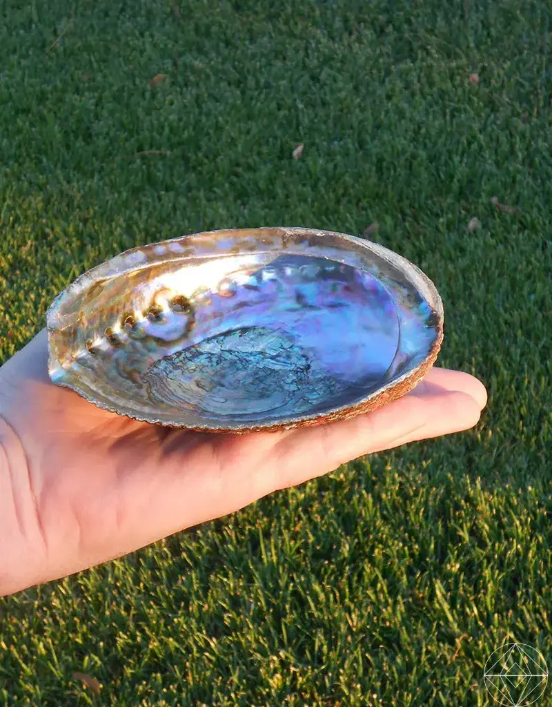 Abalone Shell Pure Blue - 5-6 inches - ABS21