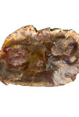 Petrified Wood Slab
