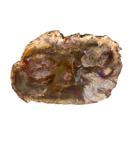 Petrified Wood Slab