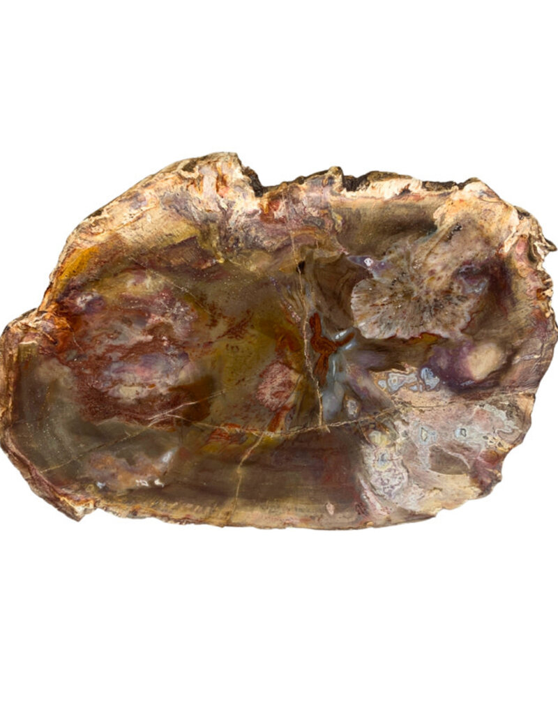 Petrified Wood Slab