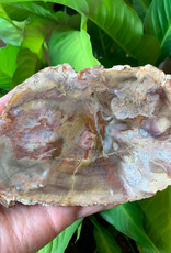 Petrified Wood Slab