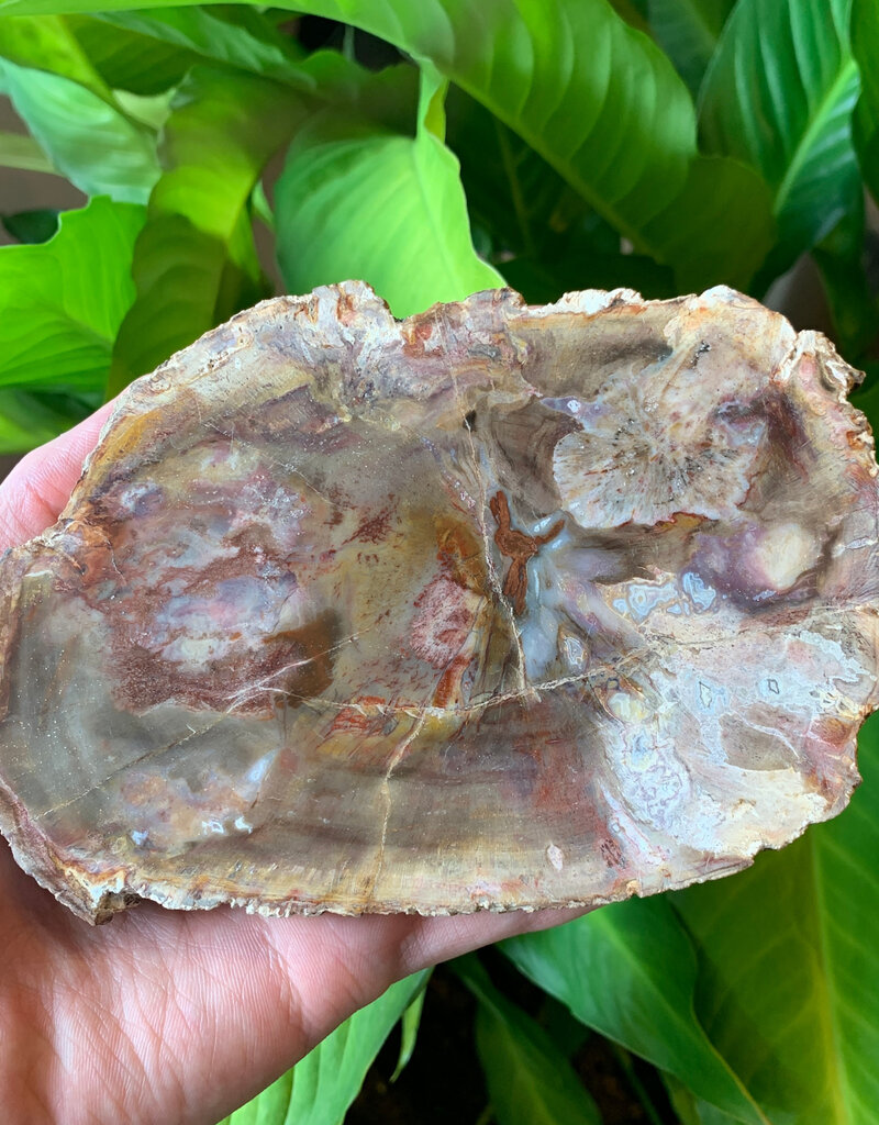 Petrified Wood Slab