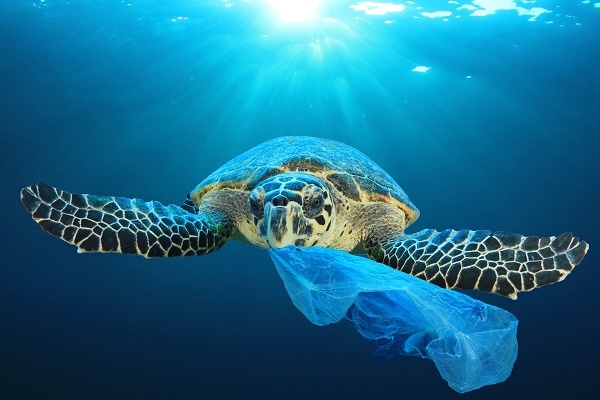 Sea turtle with plastic bag in mouth (Shutterstock)