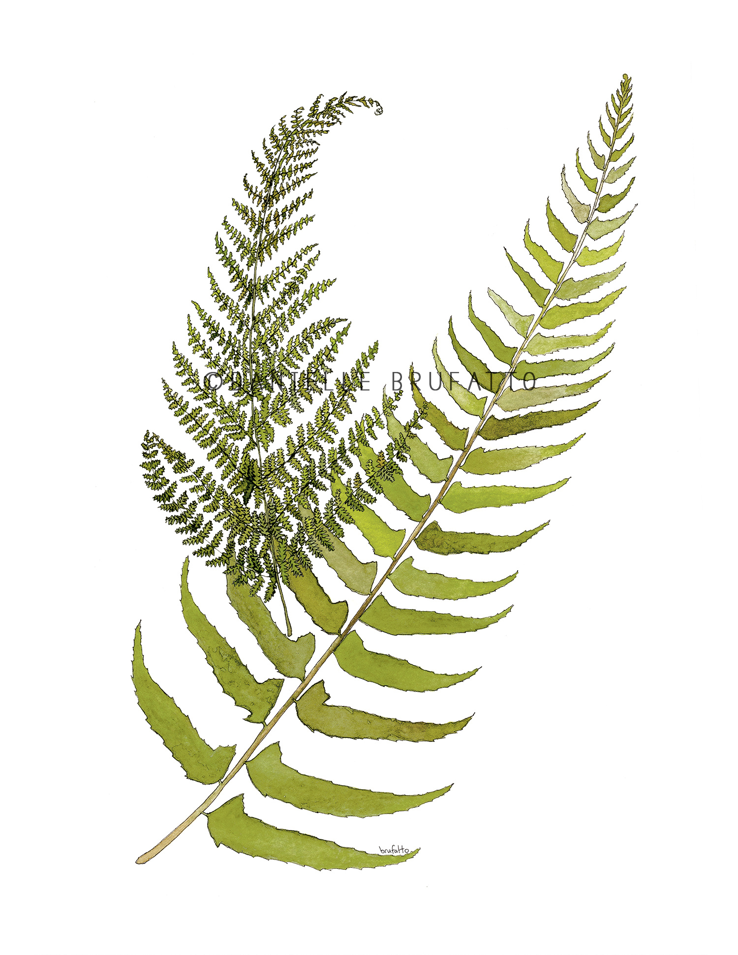 Printable Fern Prints - Printable Word Searches