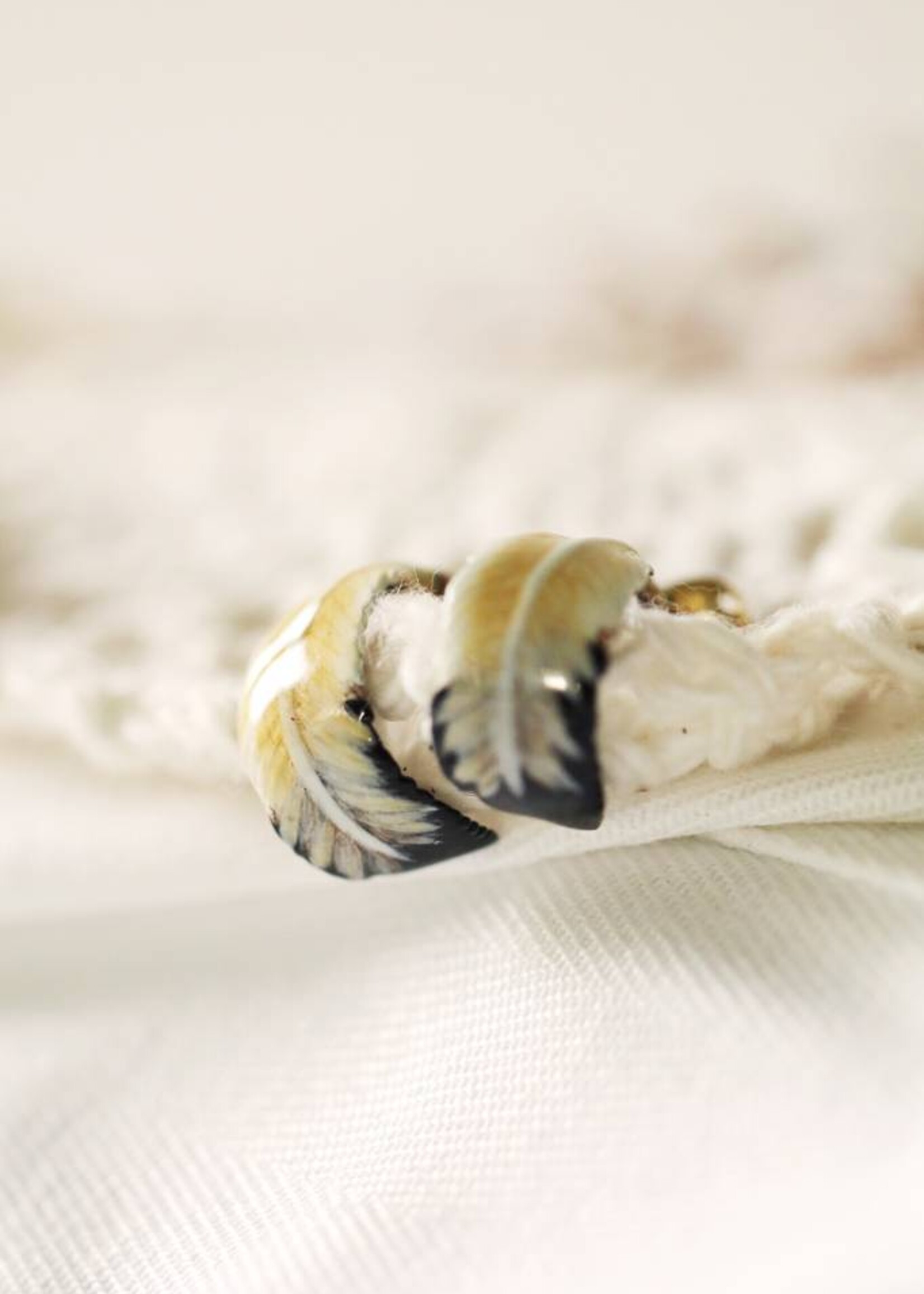 Defy (DT) Feather Painted Studs