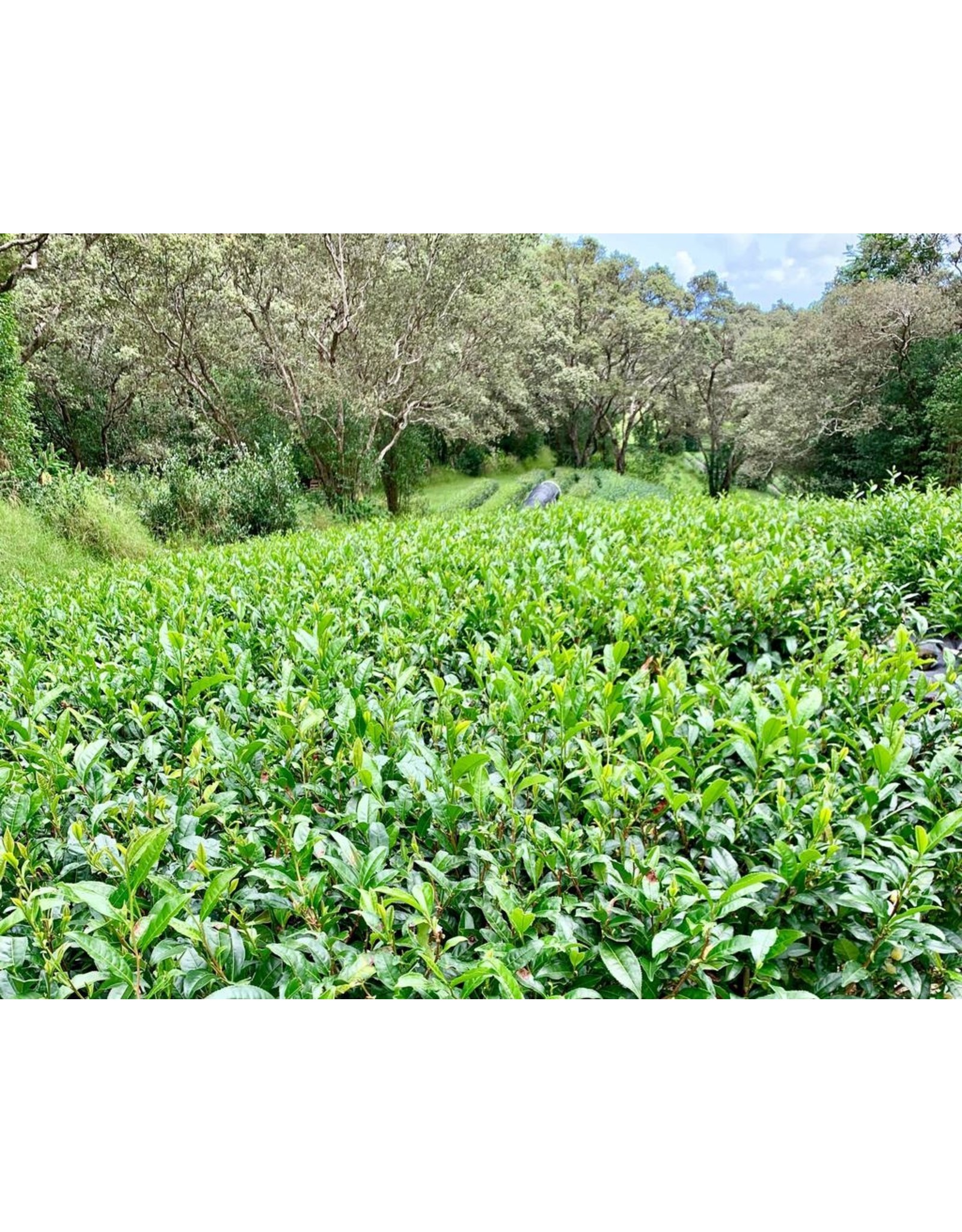 Tea from Hawaii Genuine Hawaii Organic Green Tea (MK)