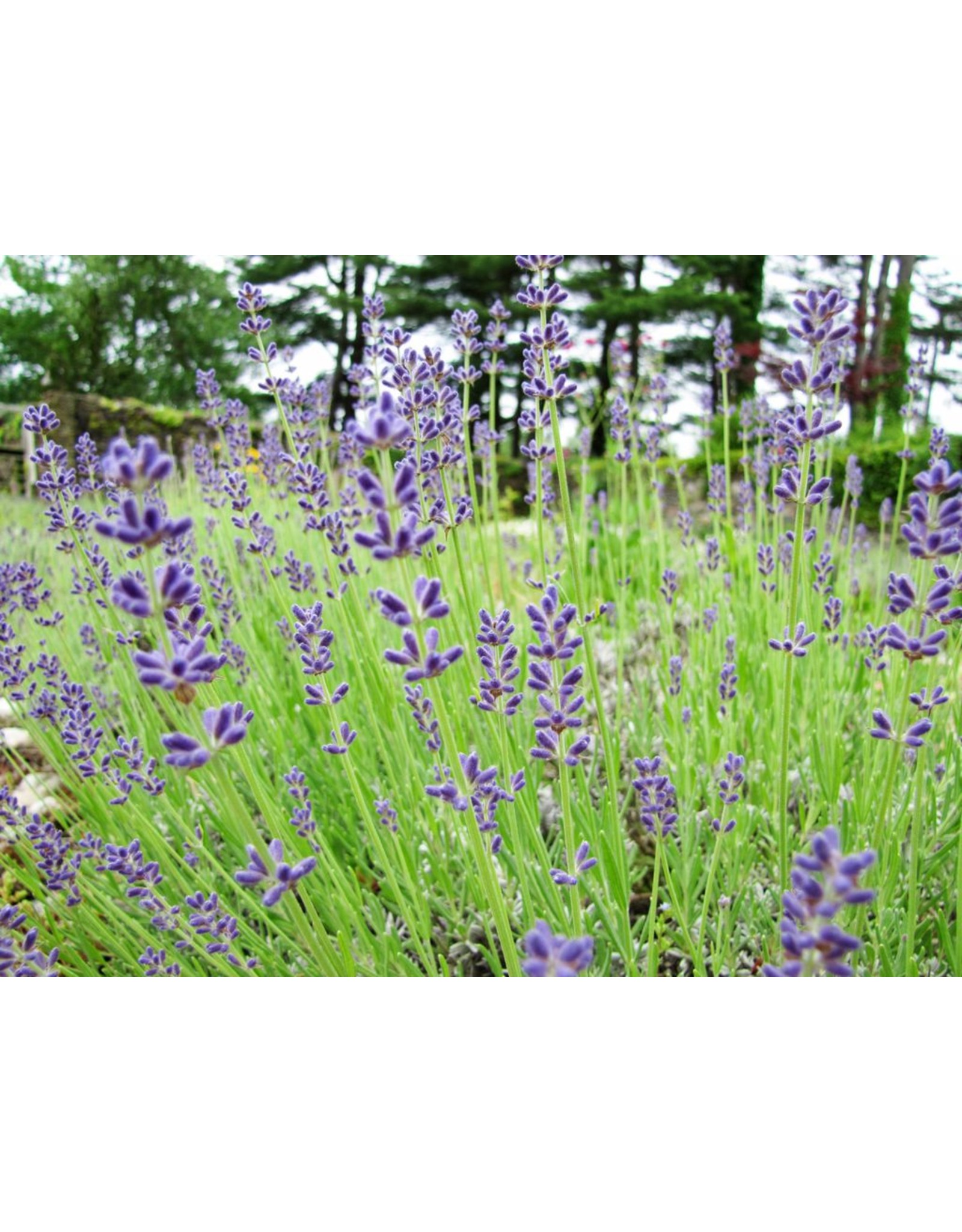 Botanical Botanical Connecticut Lavender Flowers