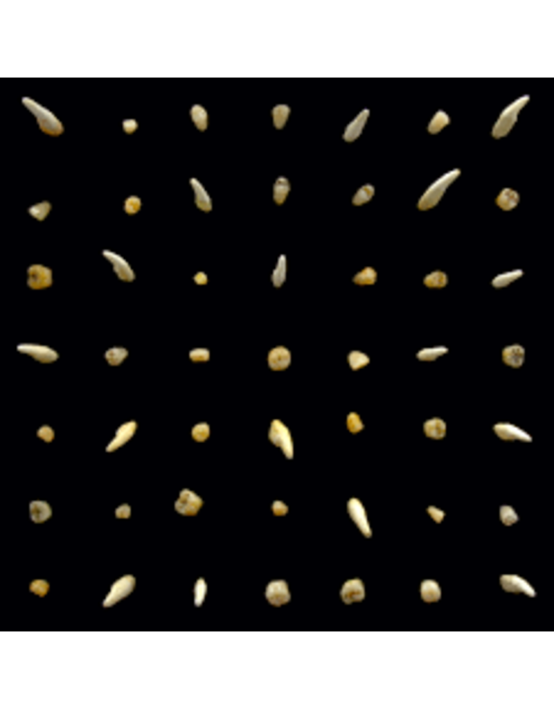 (LP) Clipping - Visions Of Bodies Being Burned (2LP/Standard Black Vinyl)