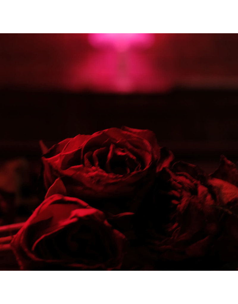 (LP) The Paper Kites - Roses