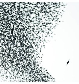 (LP) Wilco - Sky Blue Sky