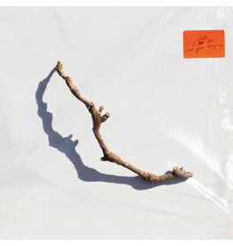 (LP) PJ Harvey - I Inside the Old Year Dying