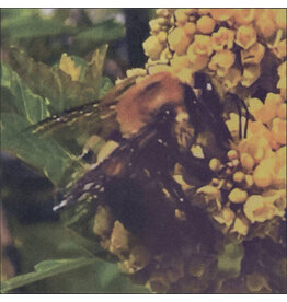 (LP) Broncho - Natural Pleasures (Translucent Green Vinyl)