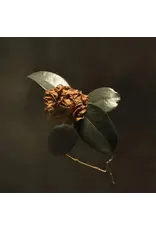 (LP) St. Paul & The Broken Bones - Young Sick Camellia (Silver Vinyl) (2026 Reissue)